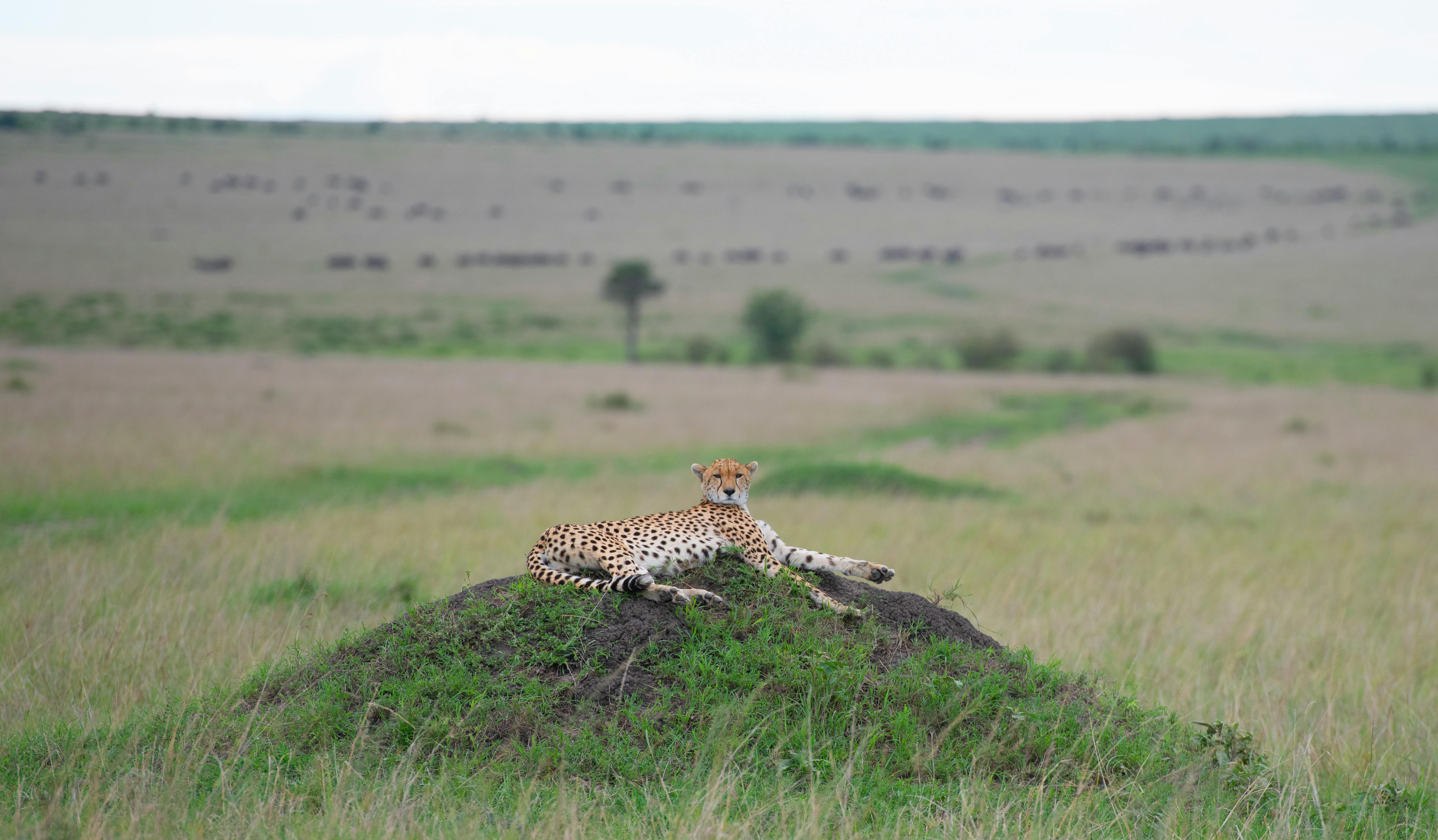 Serengeti National Park