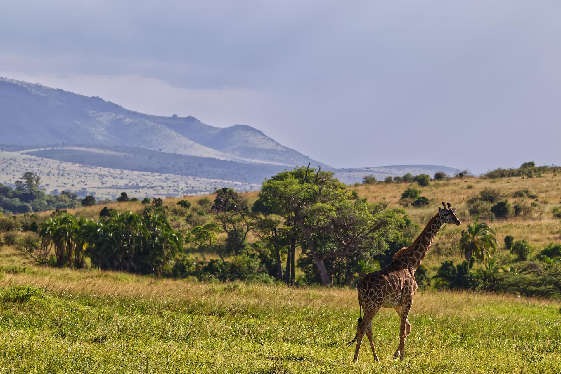 Mount Kilimanjaro Climb - Lemosho Route (8 Days)