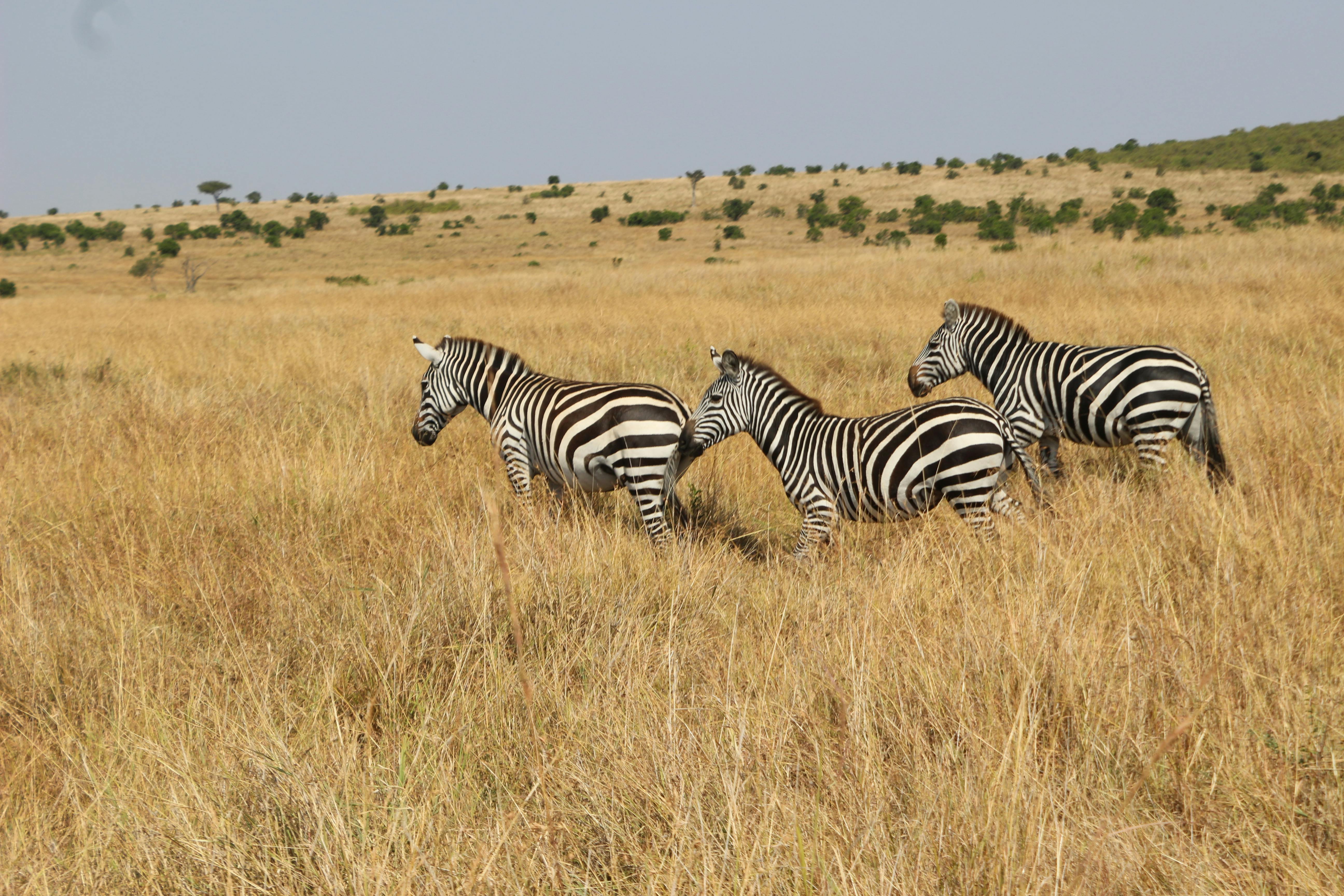 Masai Mara Safari Adventure