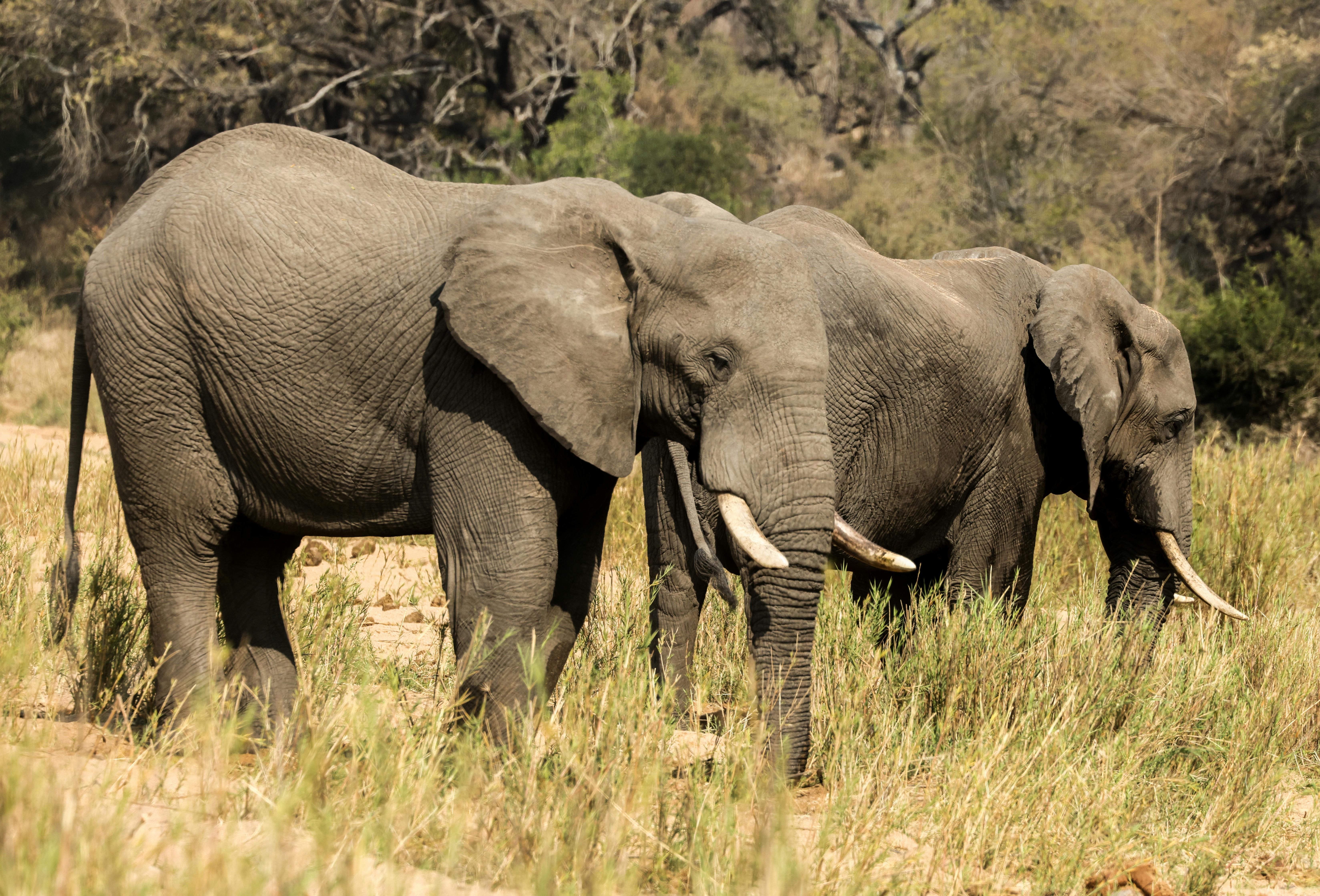 Cape Town & Kruger Big Five Safari