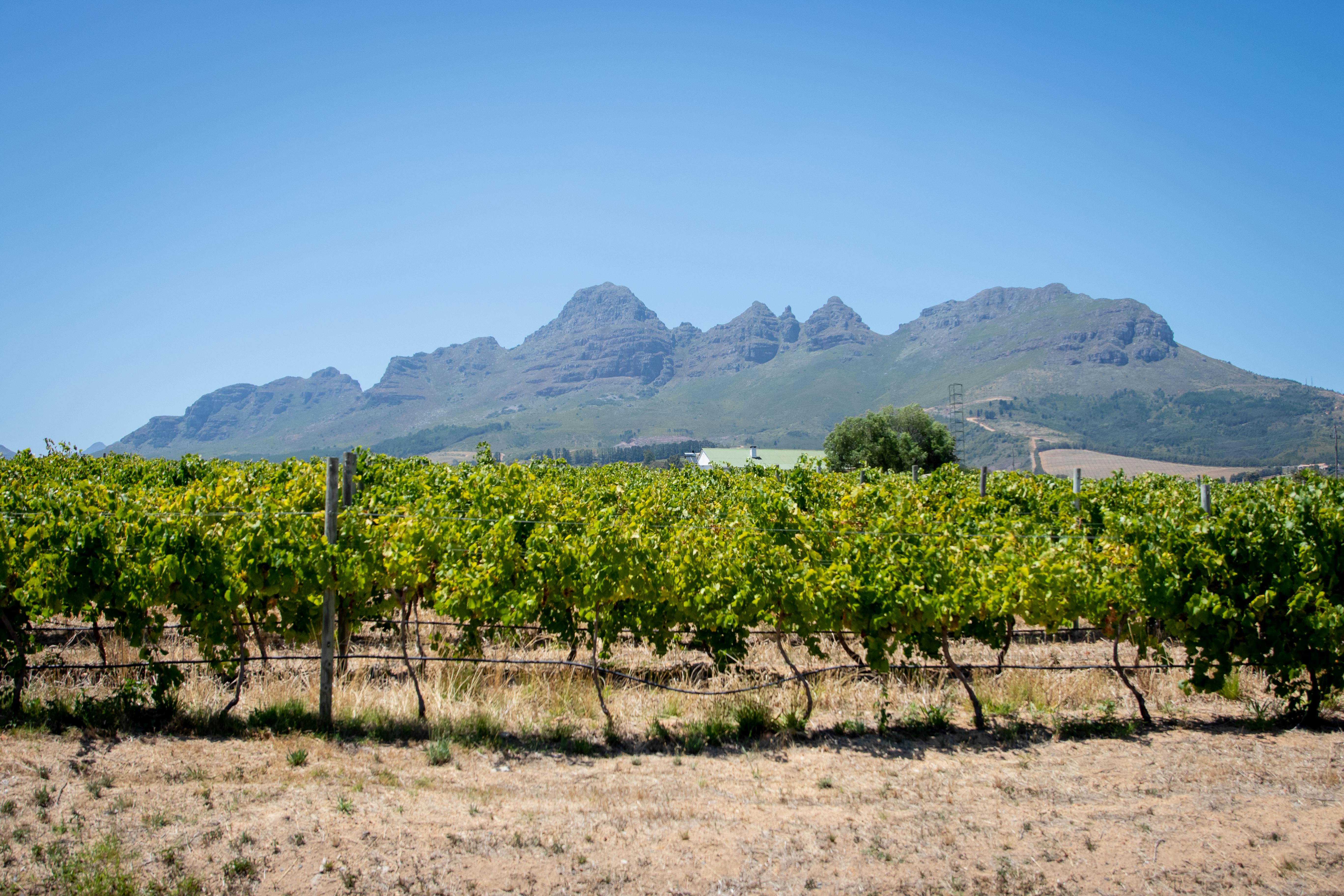 Cape Winelands & Wildlife Escape