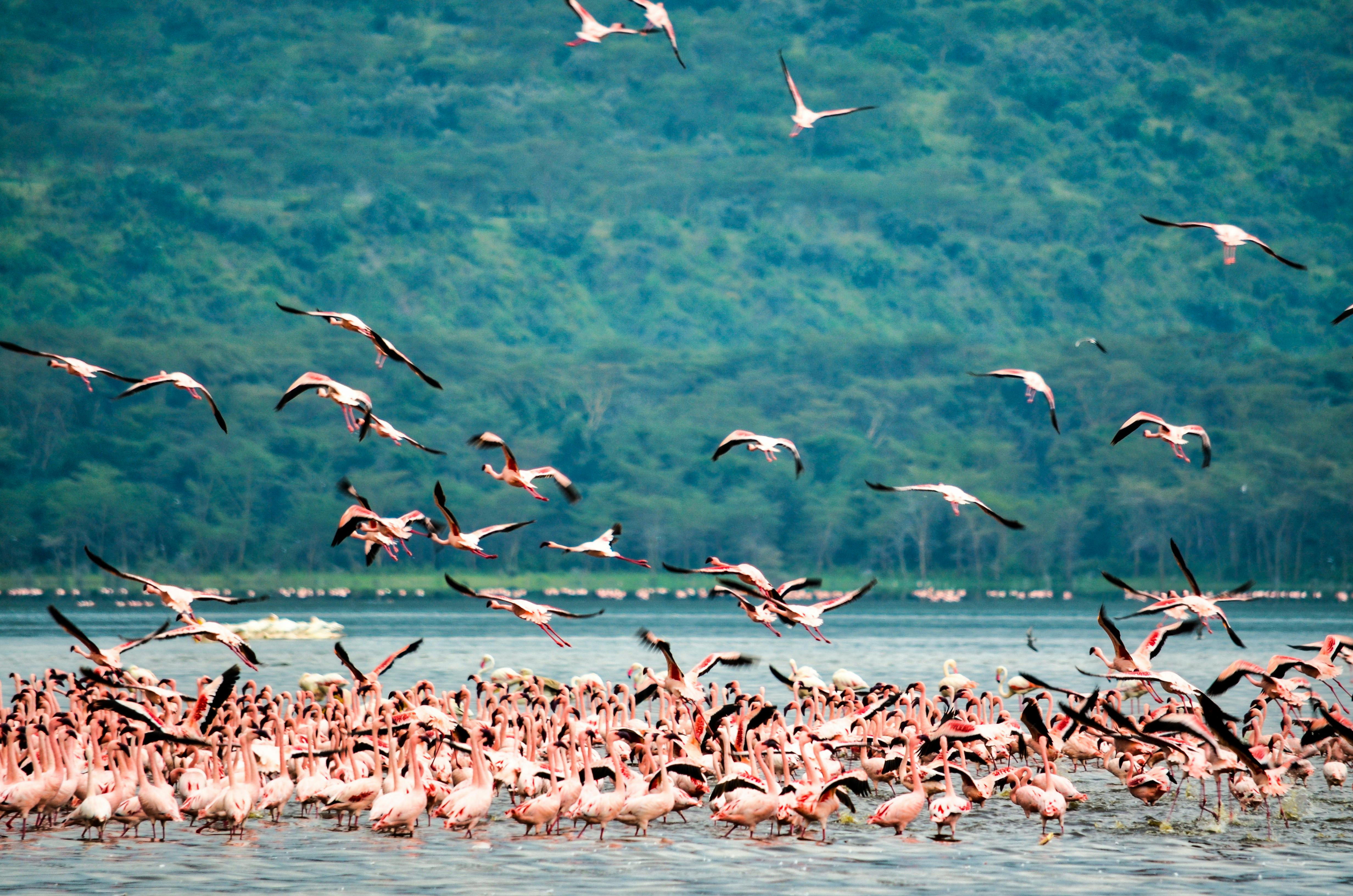 Lake Nakuru & Amboseli Family Safari