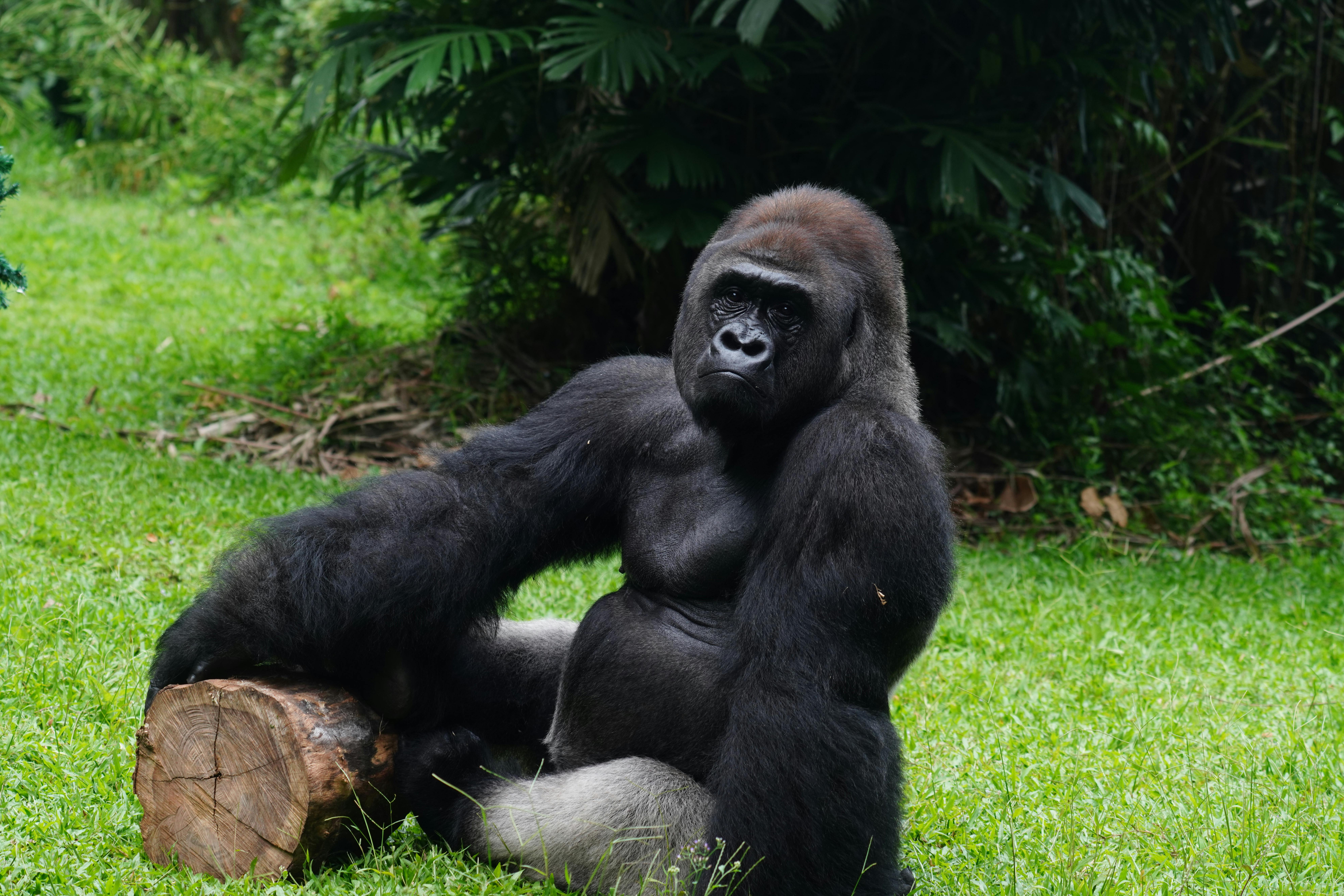 Uganda Gorilla & Chimpanzee Trek