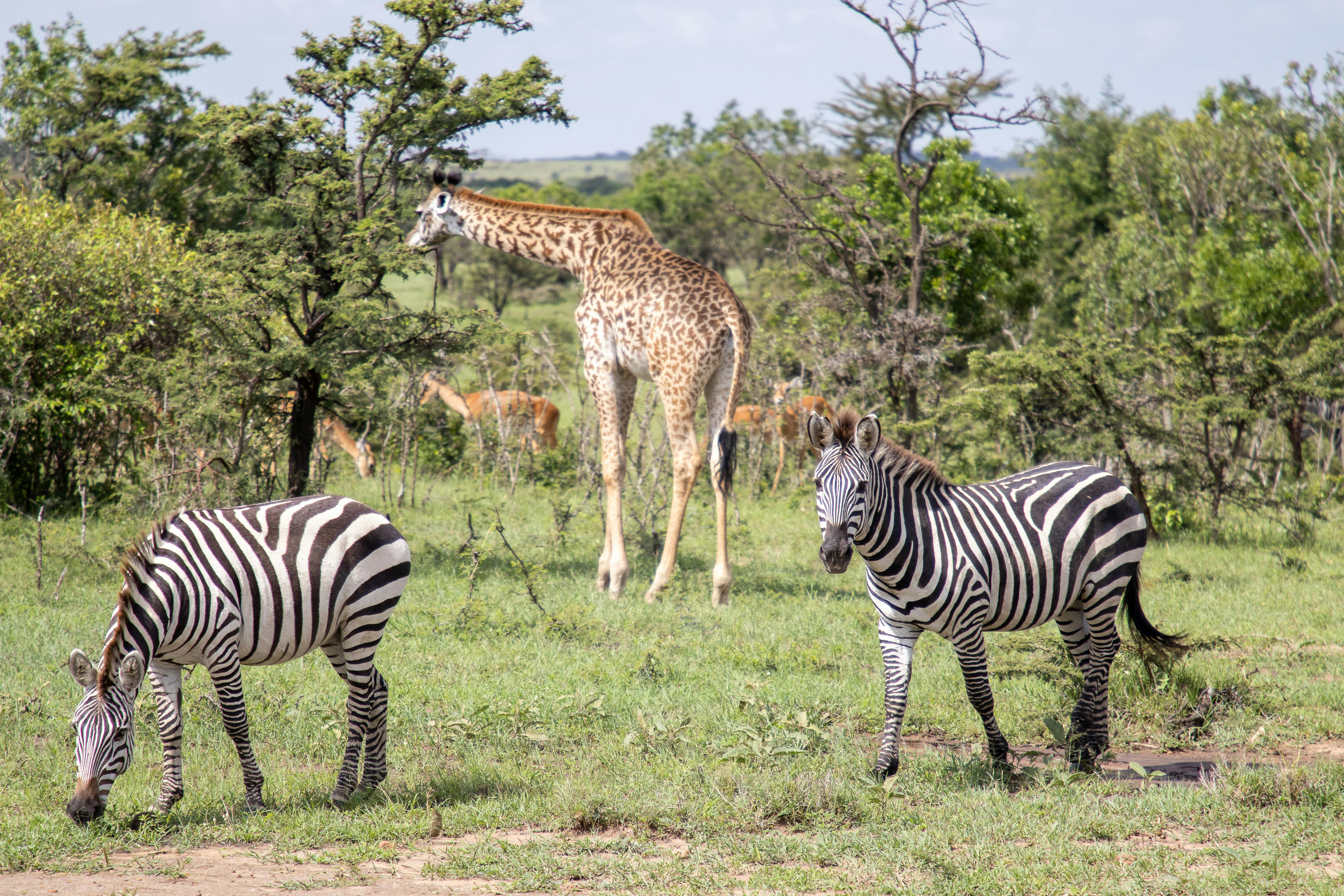Kenya Highlights Safari