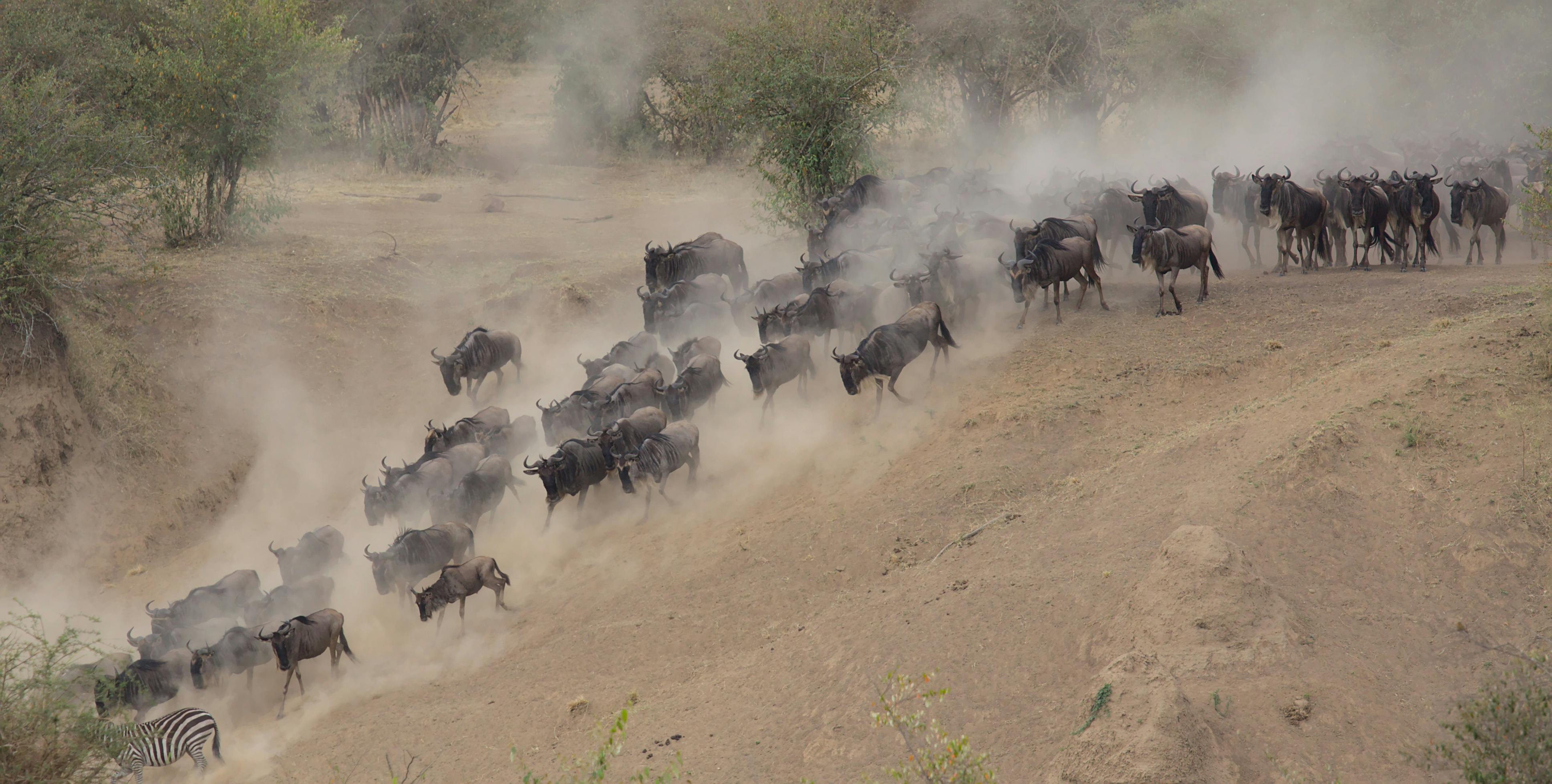 Kenya Tanzania Classic Migration Safari