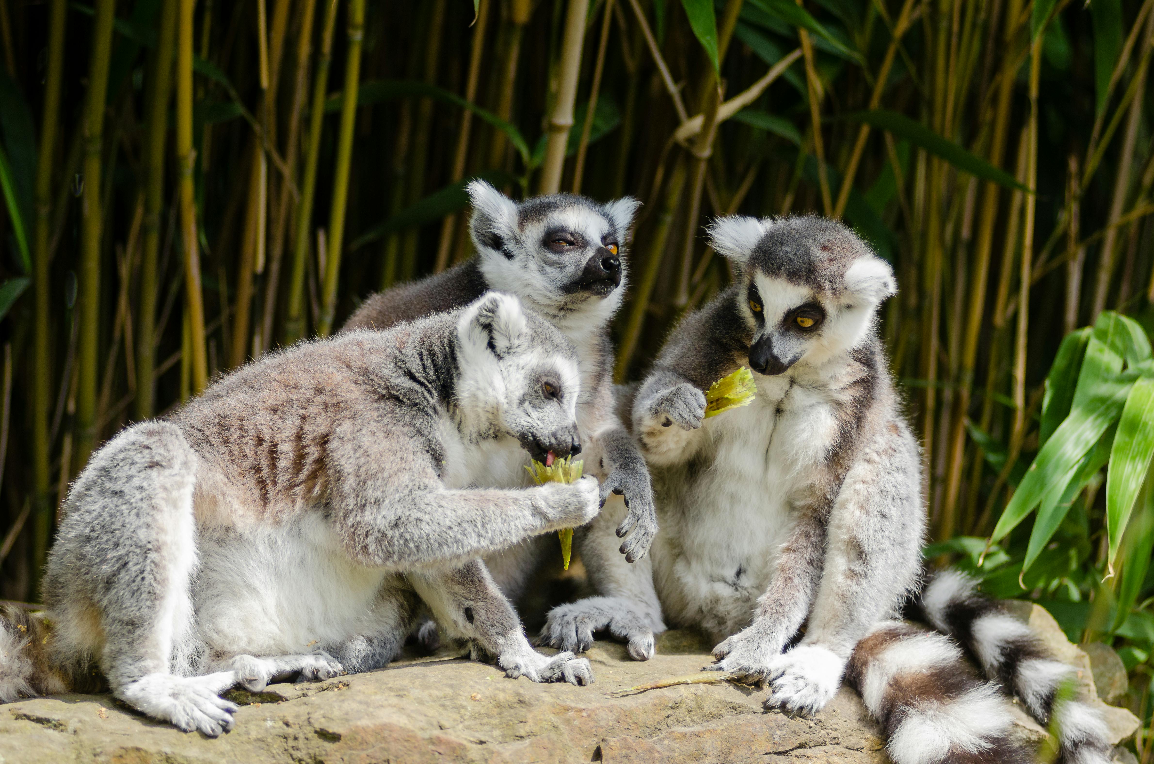 Madagascar Lemurs & Baobabs