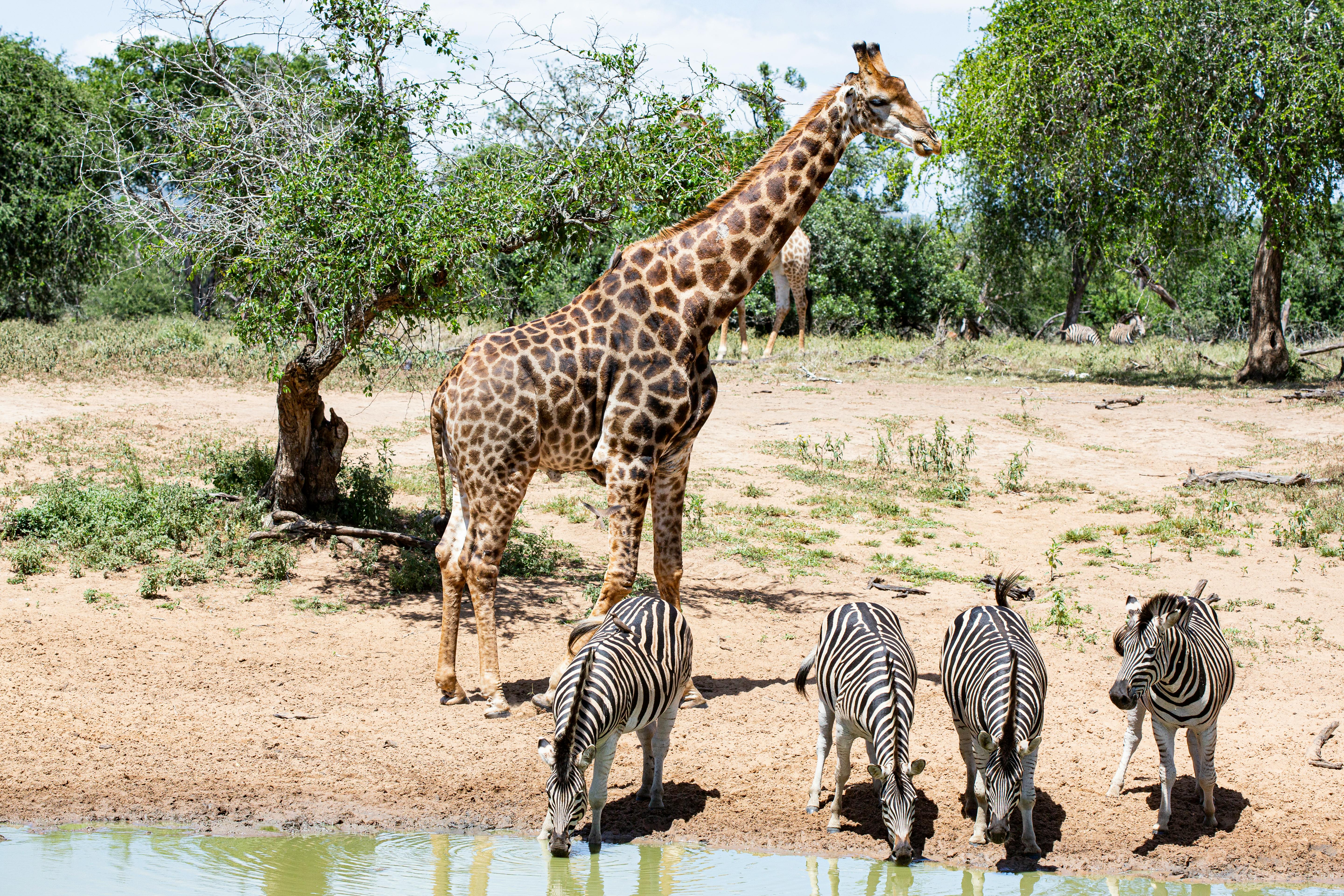 Sabi Sands Luxury Safari