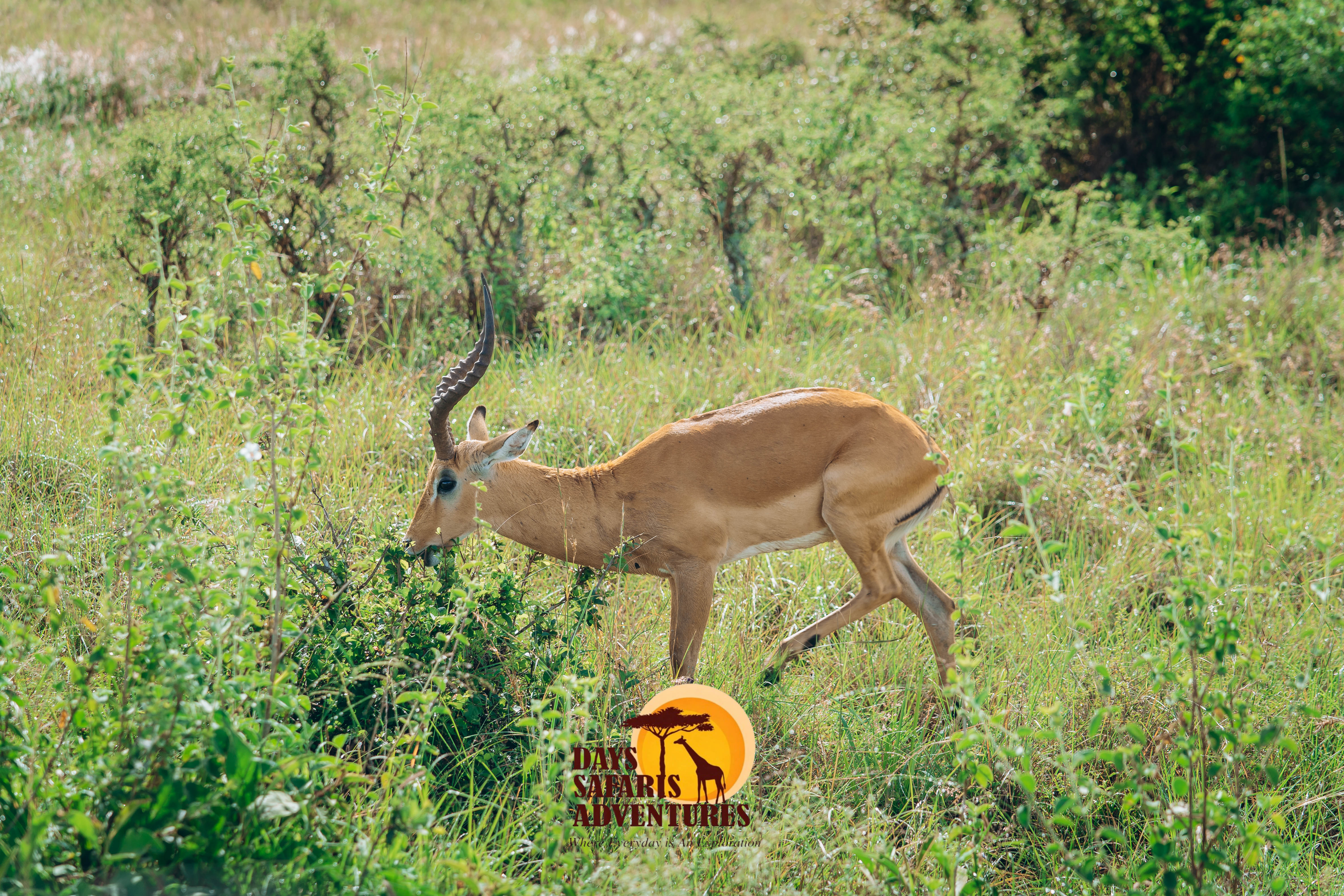 Conservation Success Stories in East Africa