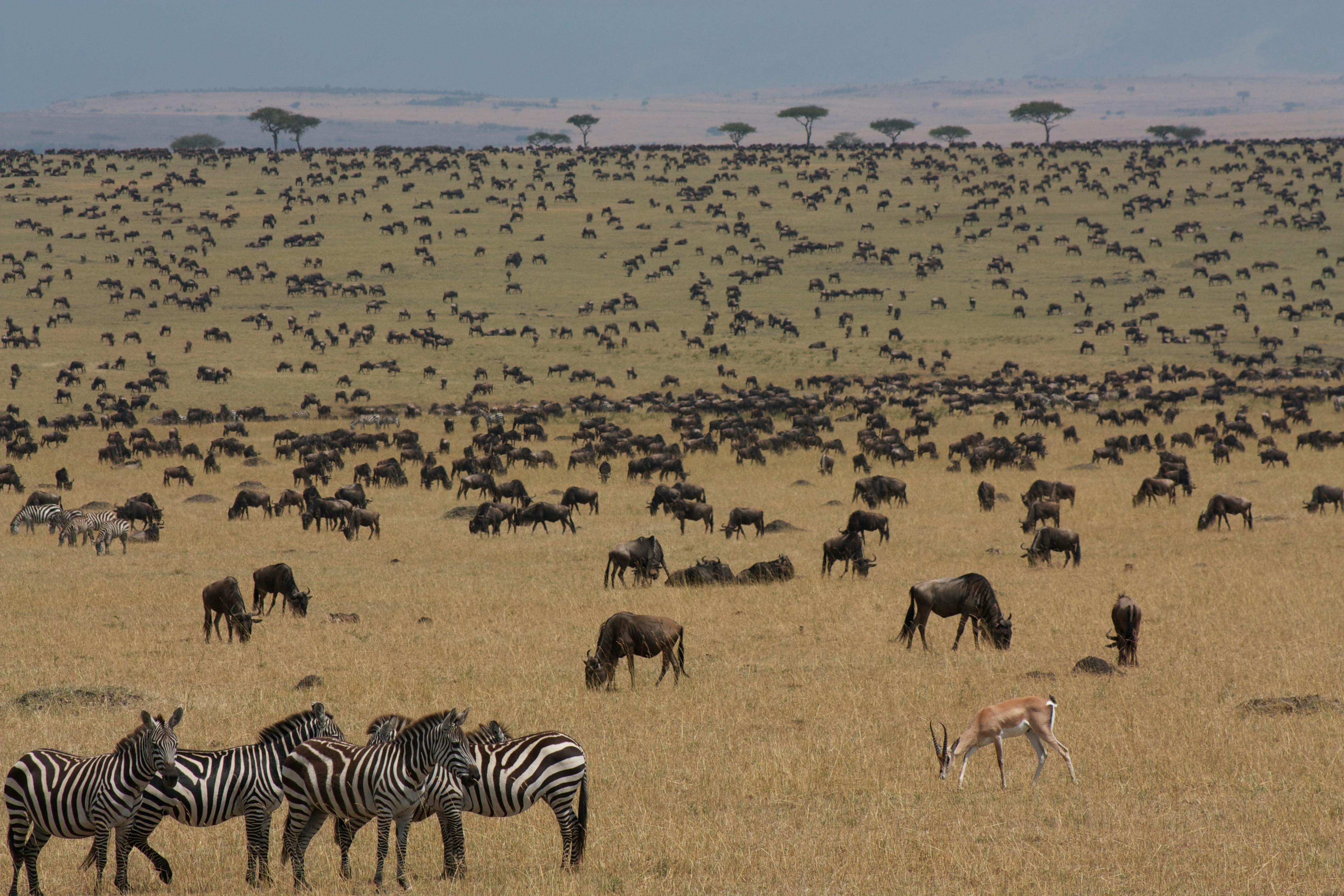 Complete Guide to the Great Migration