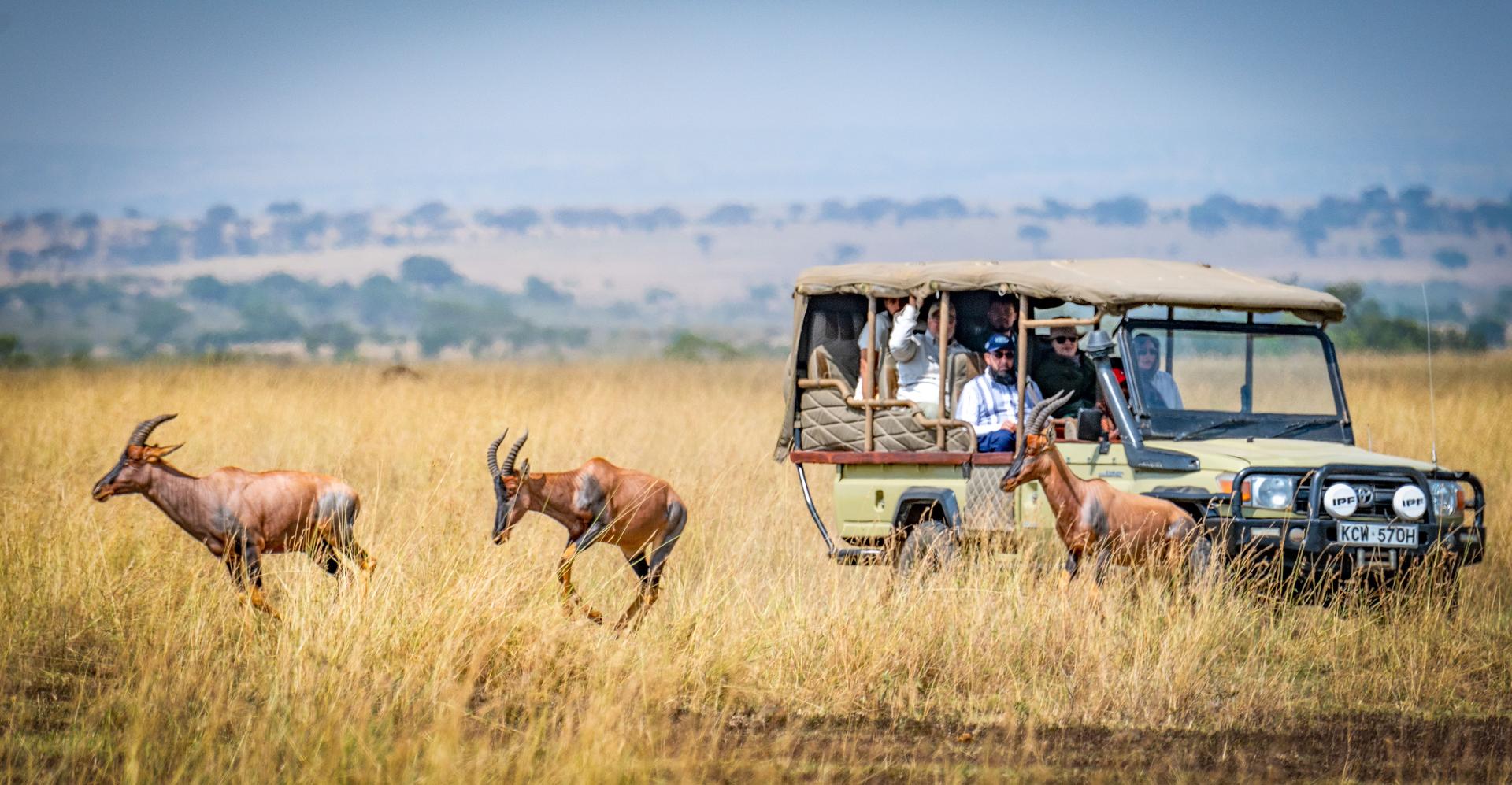 Best Time to Visit Kenya for a Safari in 2026