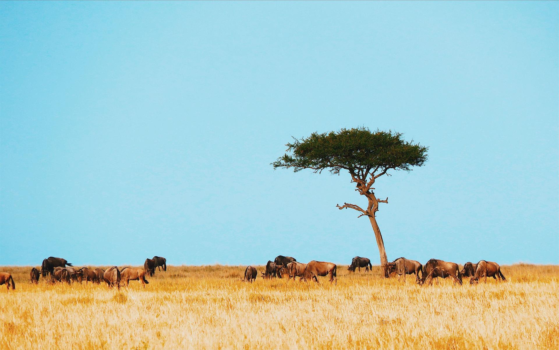 Kenya Tanzania Safari Packages 2026 - The Ultimate East Africa Safari
