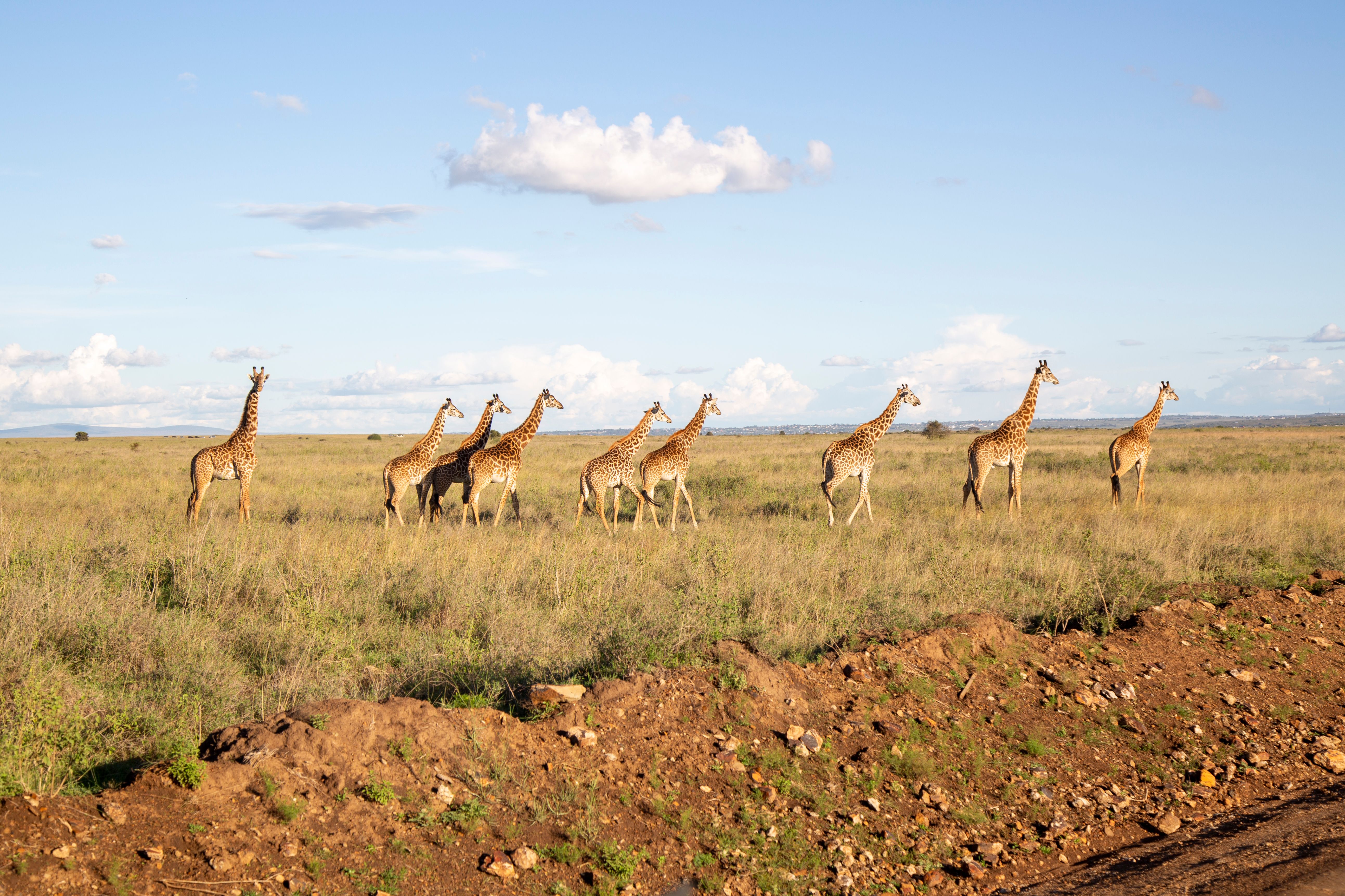 Masai Mara Safari Guide 2026 — Everything You Need to Know
