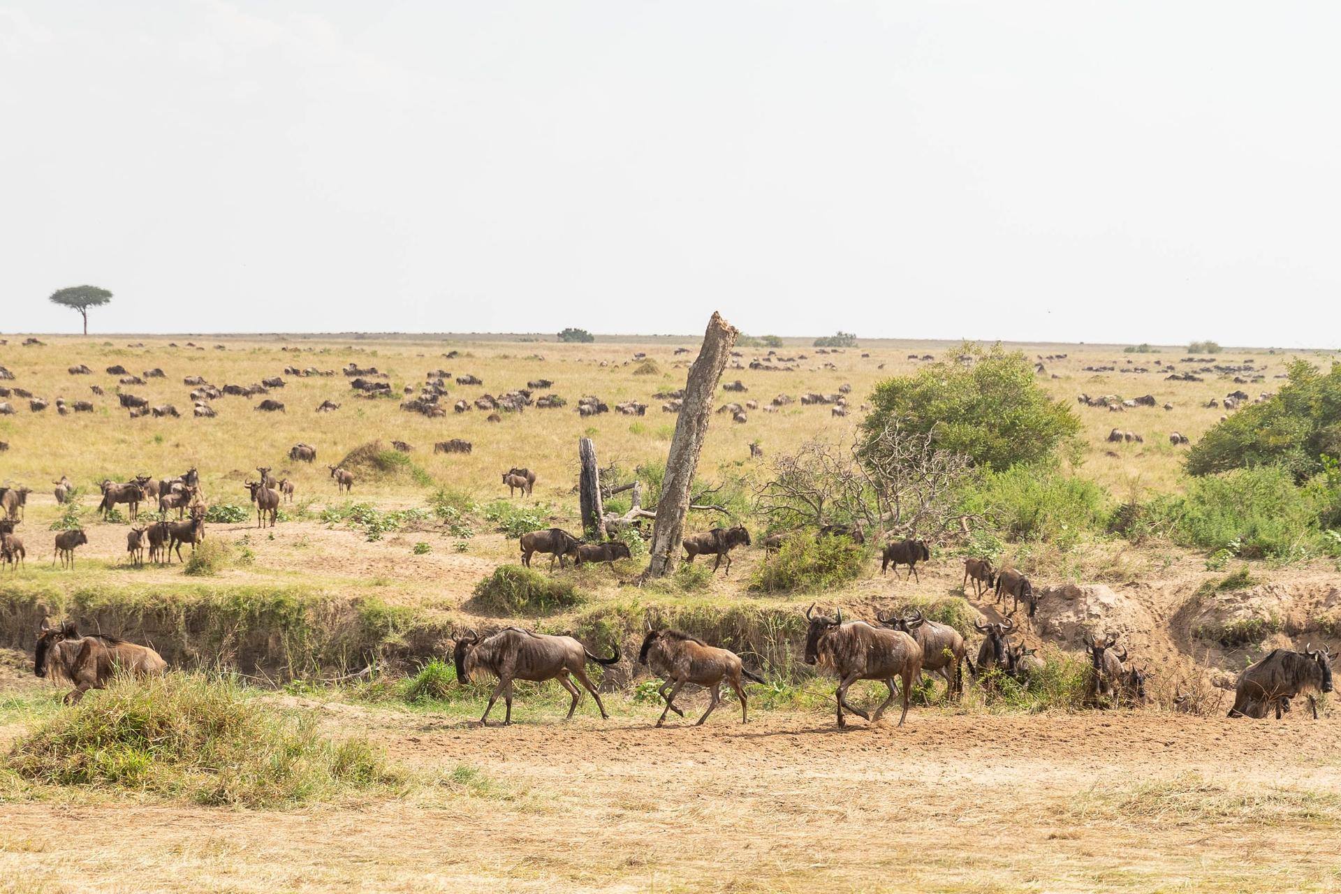 10 Day Masai Mara Safari - The Ultimate Kenya Safari Itinerary