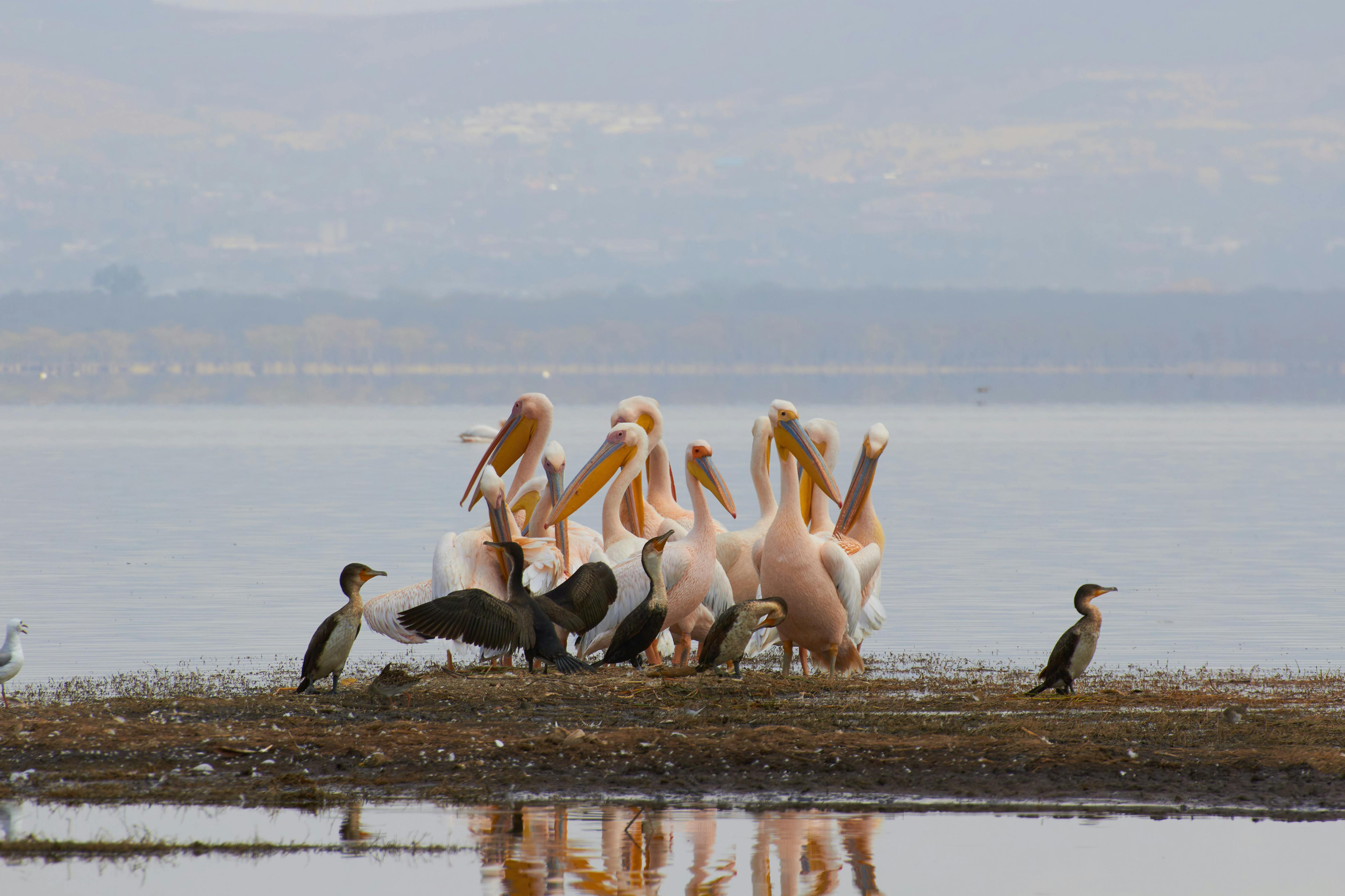 Lake Nakuru
