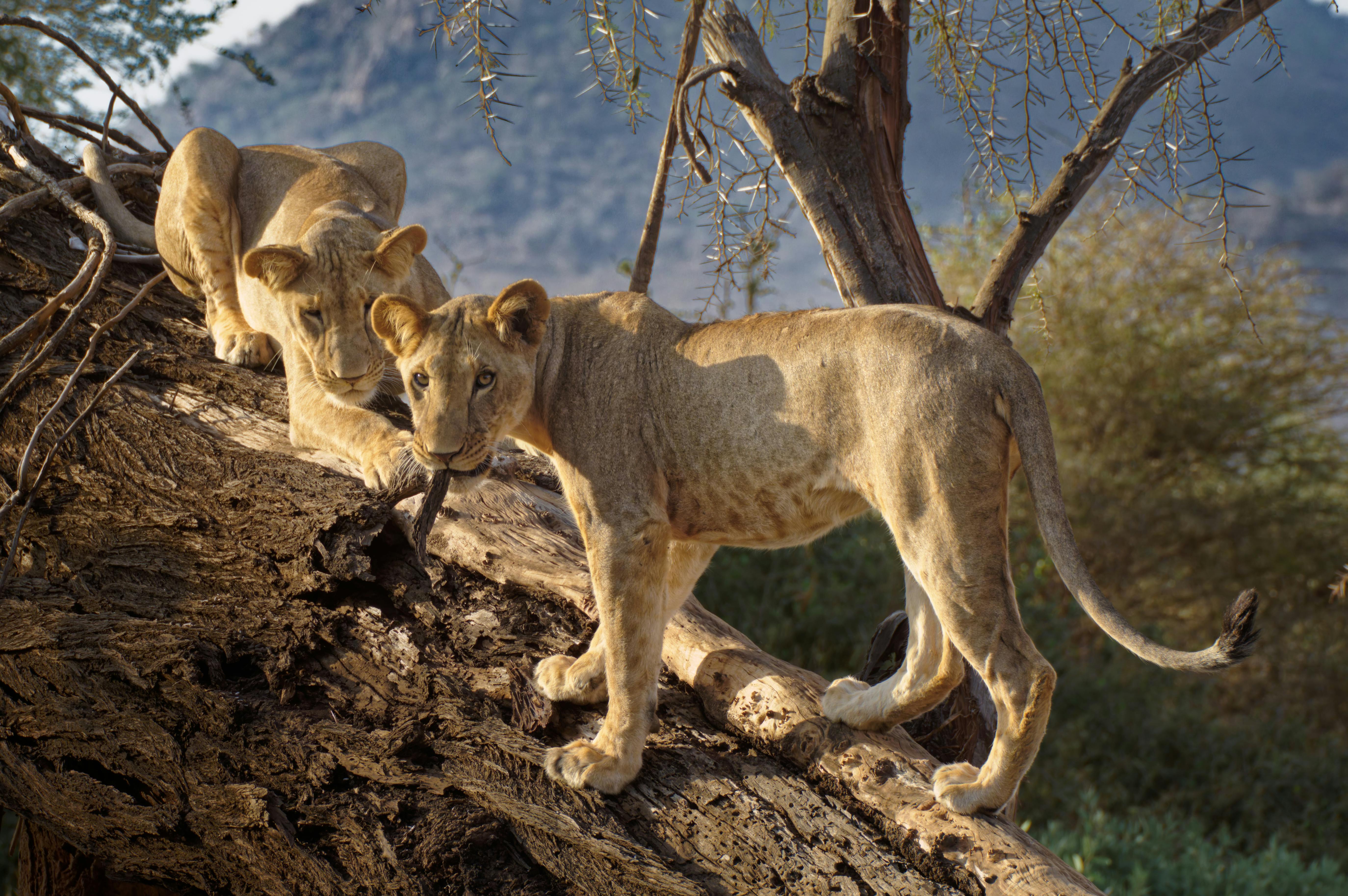 Samburu Reserve