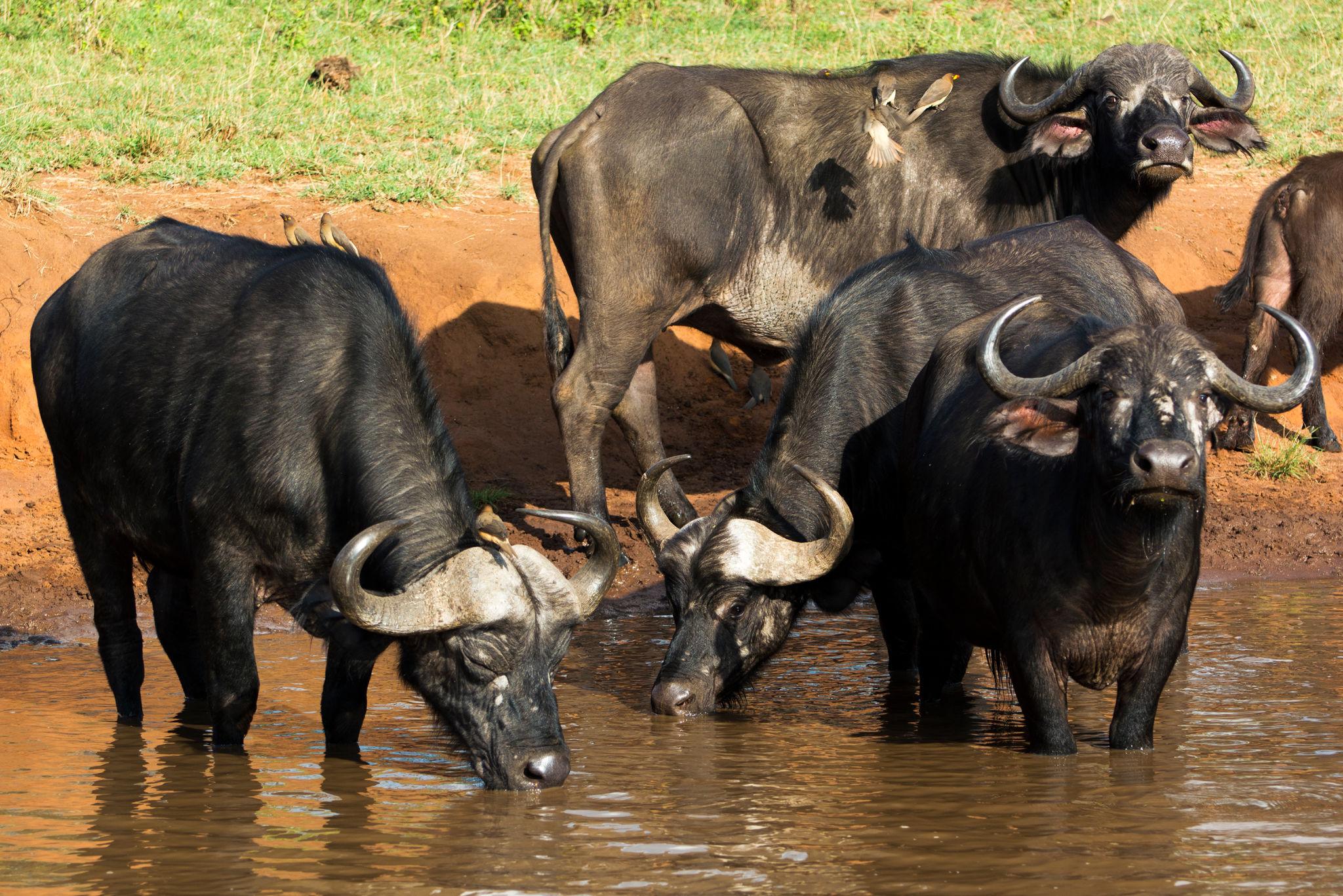 Buffalo Herd