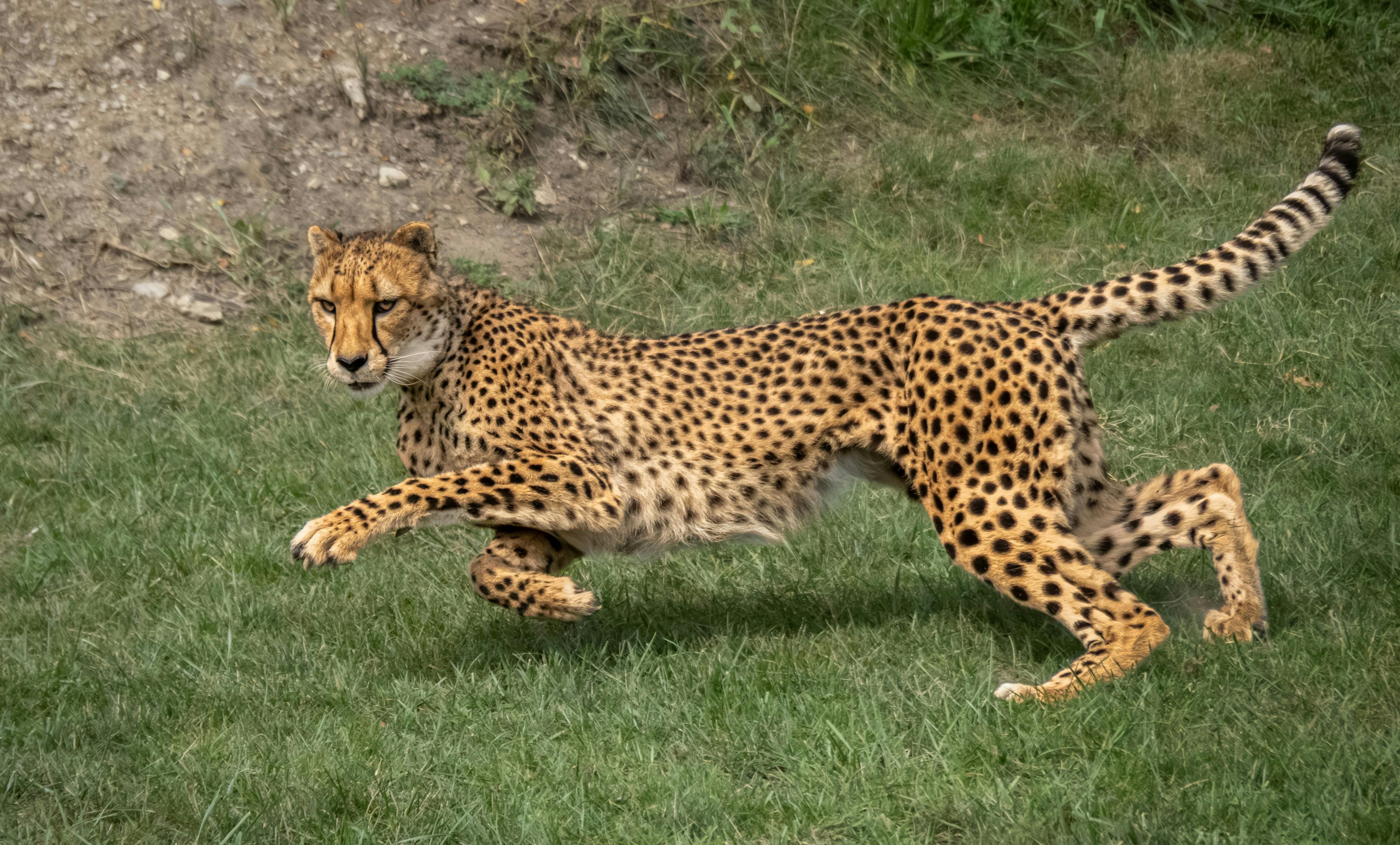 Cheetah Running