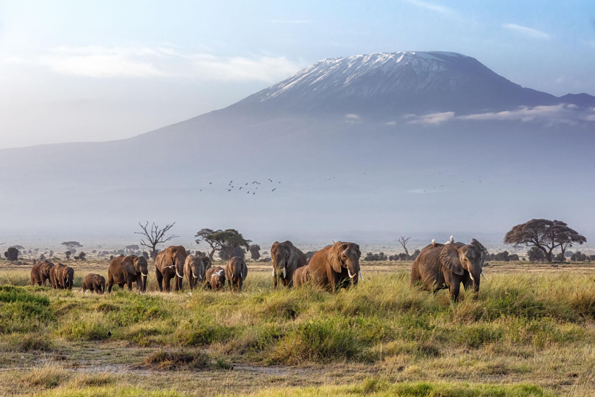 Elephant Herd at Amboseli