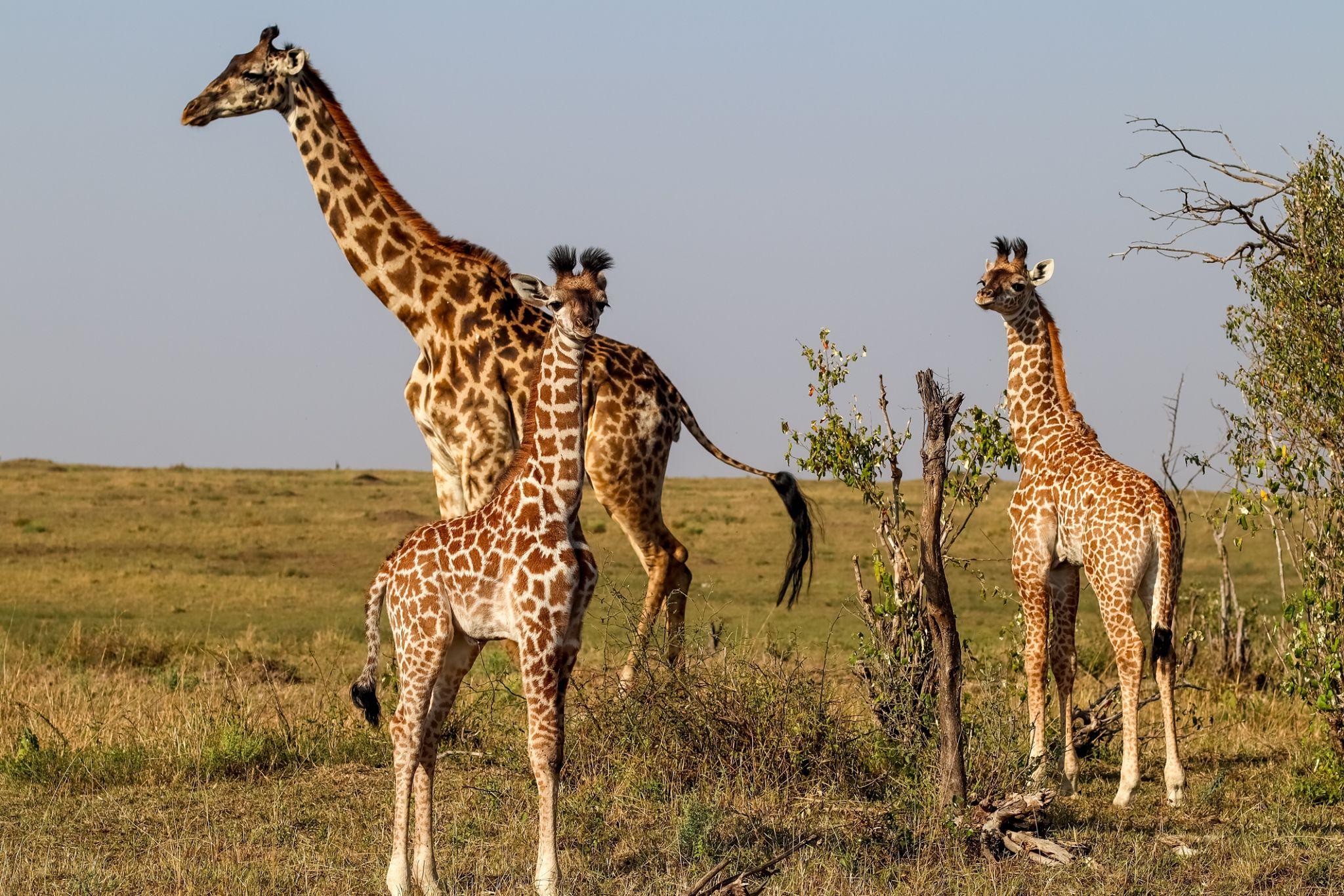 Giraffe Family