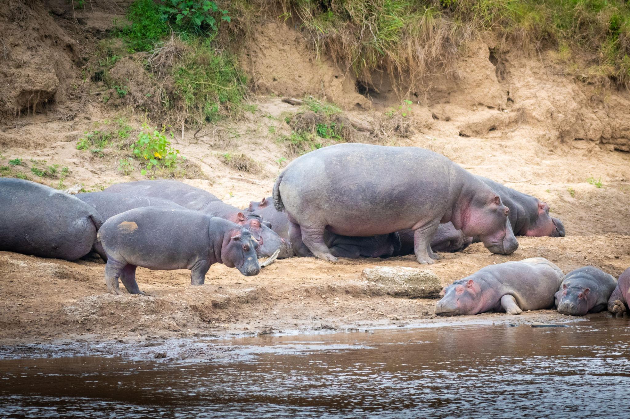 Hippo Pool