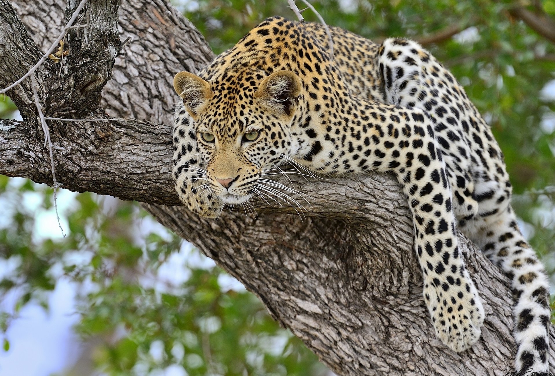 Leopard in Tree