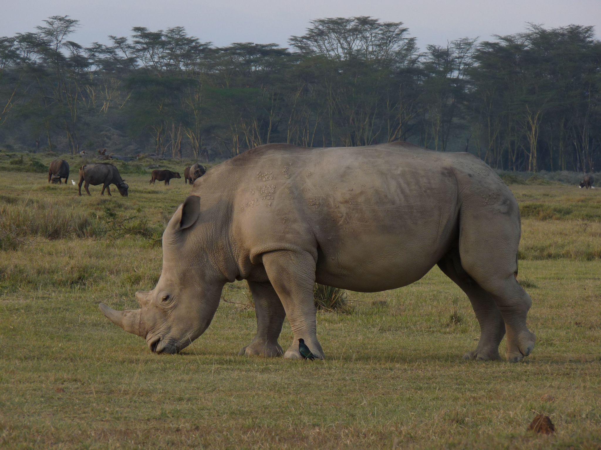 Rhinoceros Grazing