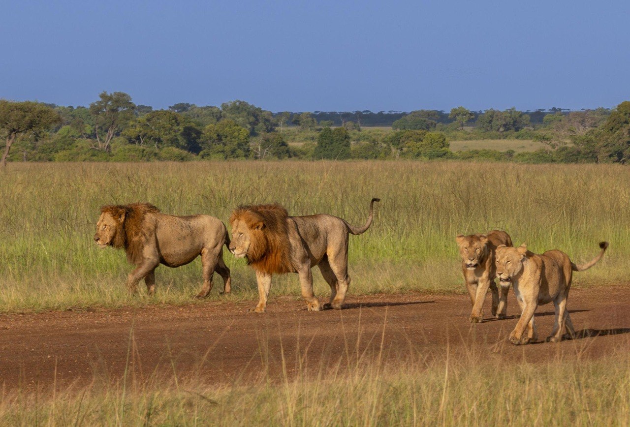 Lion Pride in Masai Mara
