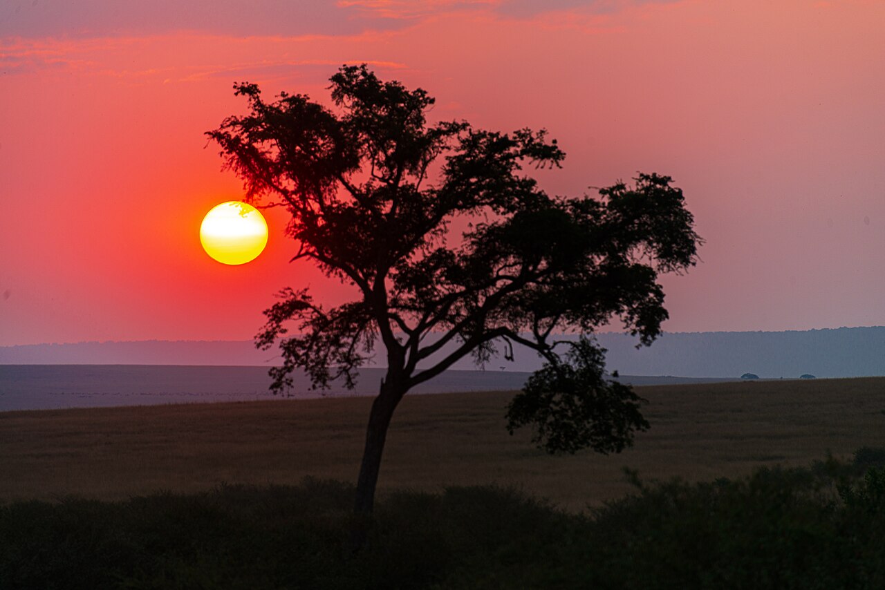 Acacia tree at sunset in the Maasai Mara