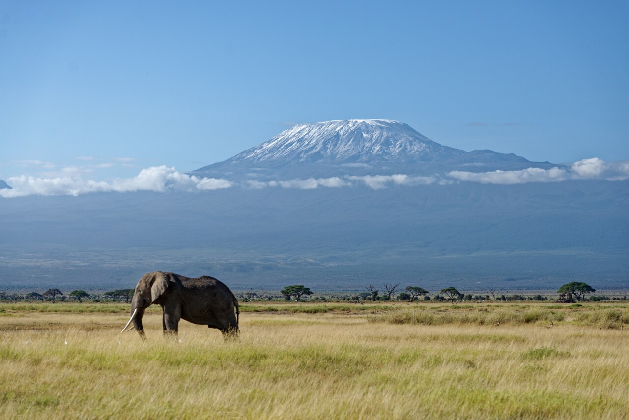 Lone elephant in Amboseli