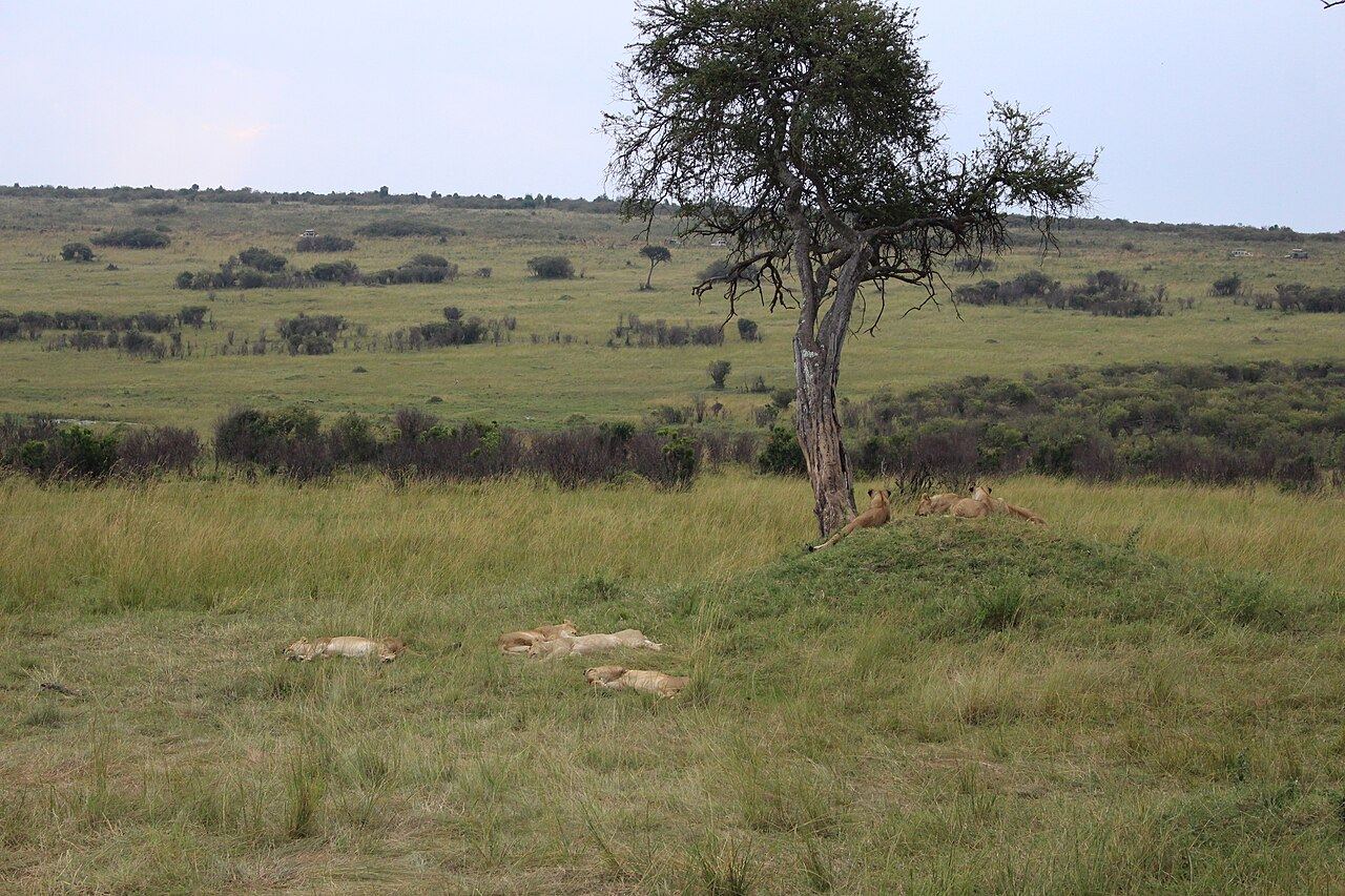 Seven lions resting in Maasai Mara