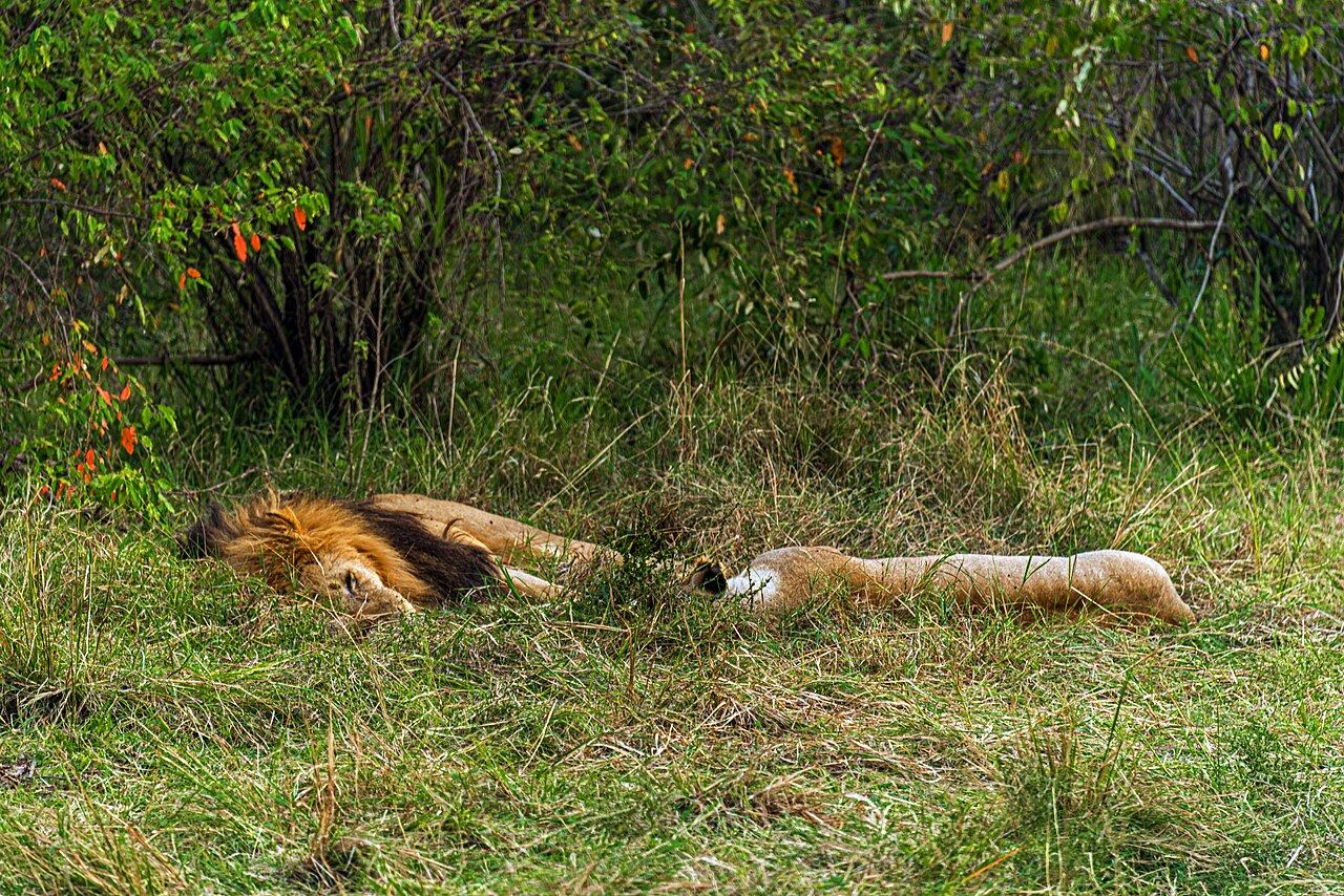 Two lions resting in the Maasai Mara