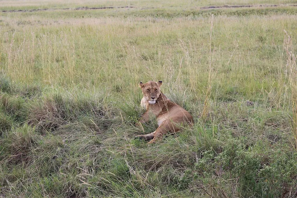 How Much Does a Maasai Mara Safari Cost? A Practical Breakdown