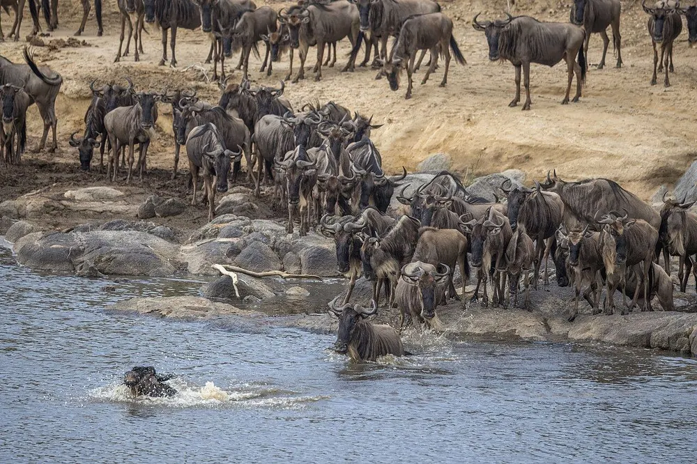 Masai Mara Holiday Packages: How to Choose the Right One