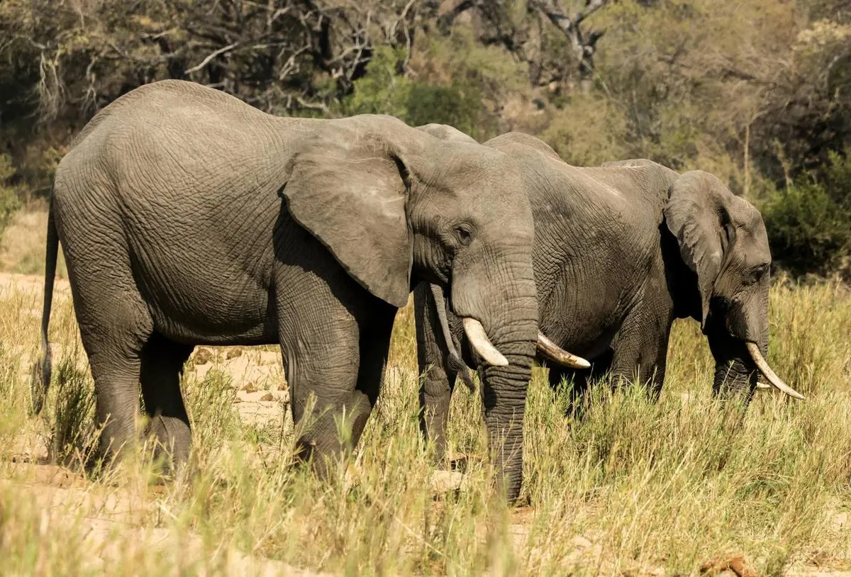 Cape Town & Kruger Big Five Safari