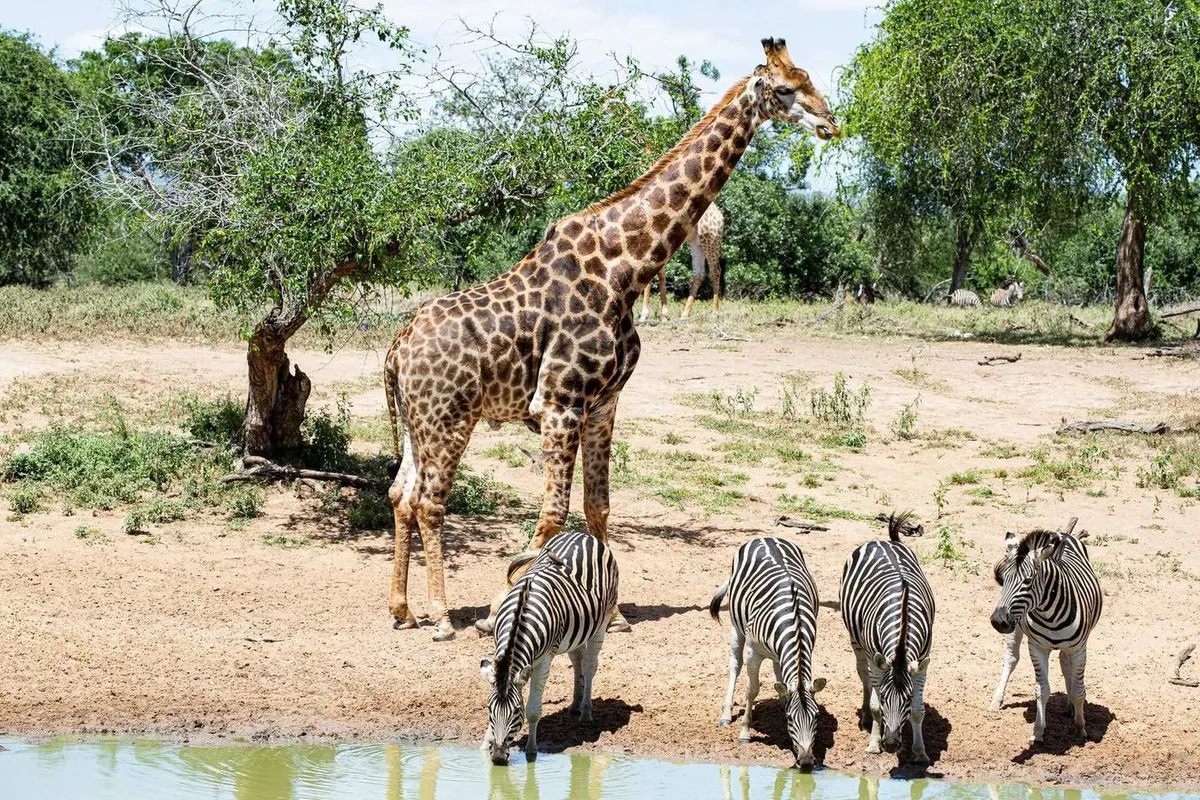 Sabi Sands Luxury Safari