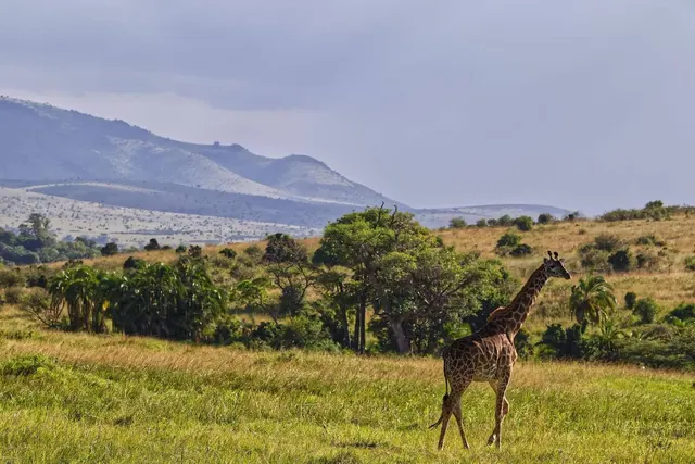 Mount Kilimanjaro Climb - Lemosho Route (8 Days)