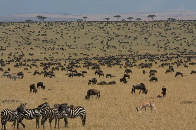 Masai Mara National Reserve