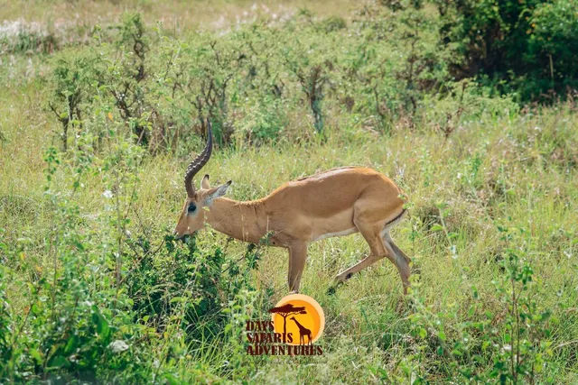 5-Day Kenya Safari Itinerary: Masai Mara, Lake Nakuru & Amboseli