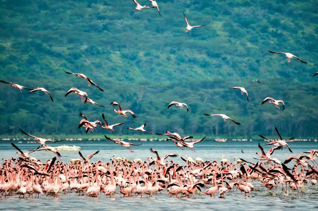 Lake Nakuru & Amboseli Family Safari