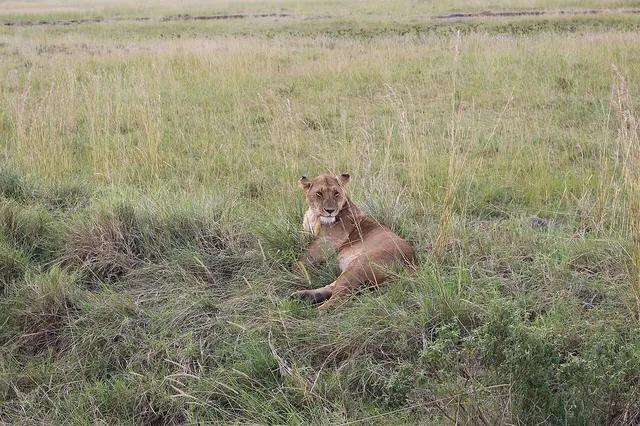 How Much Does a Maasai Mara Safari Cost? A Practical Breakdown