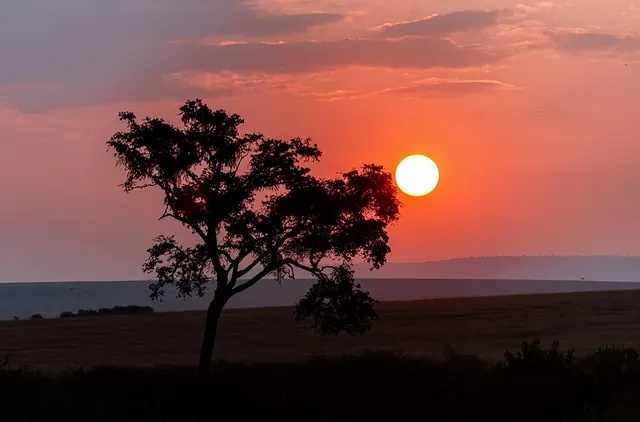 Kenya Safari Budget Guide: Plan Your Trip Without Stress
