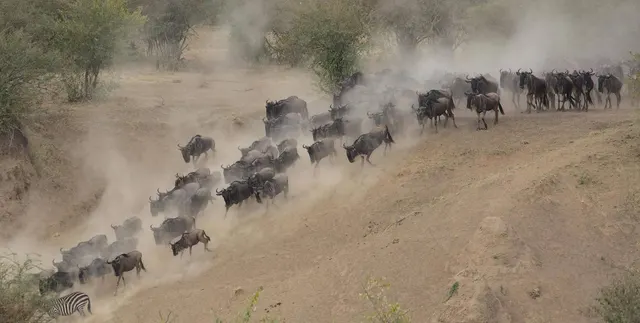 Kenya Tanzania Classic Migration Safari
