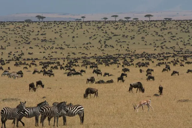 The Great Wildebeest Migration: Everything You Need to Know