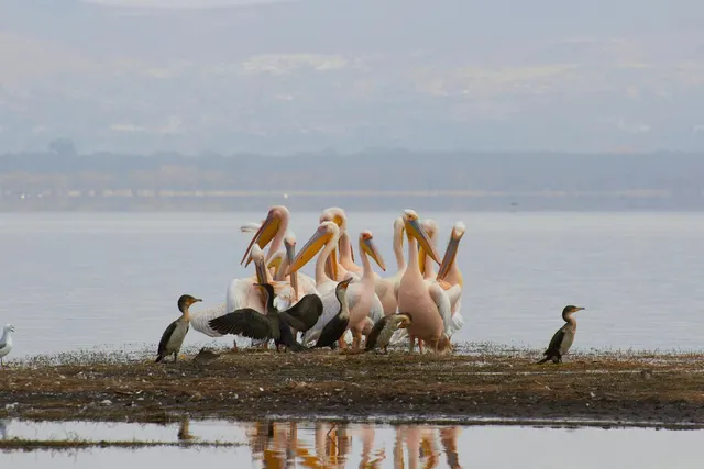 Lake Nakuru
