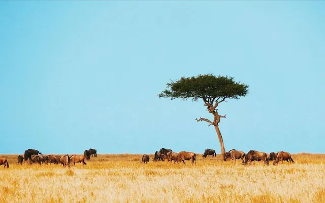 Kenya Tanzania Safari Packages 2026 - The Ultimate East Africa Safari