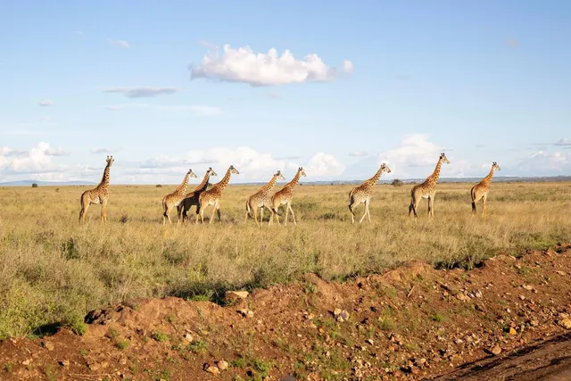 Safari from Nairobi - Complete Guide to Kenya Safari Departures in 2026