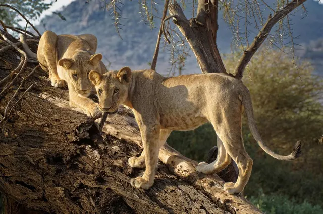 Samburu Reserve