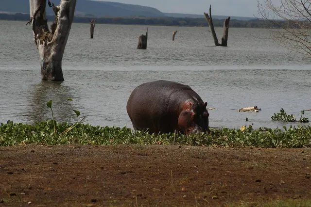 Lake Naivasha