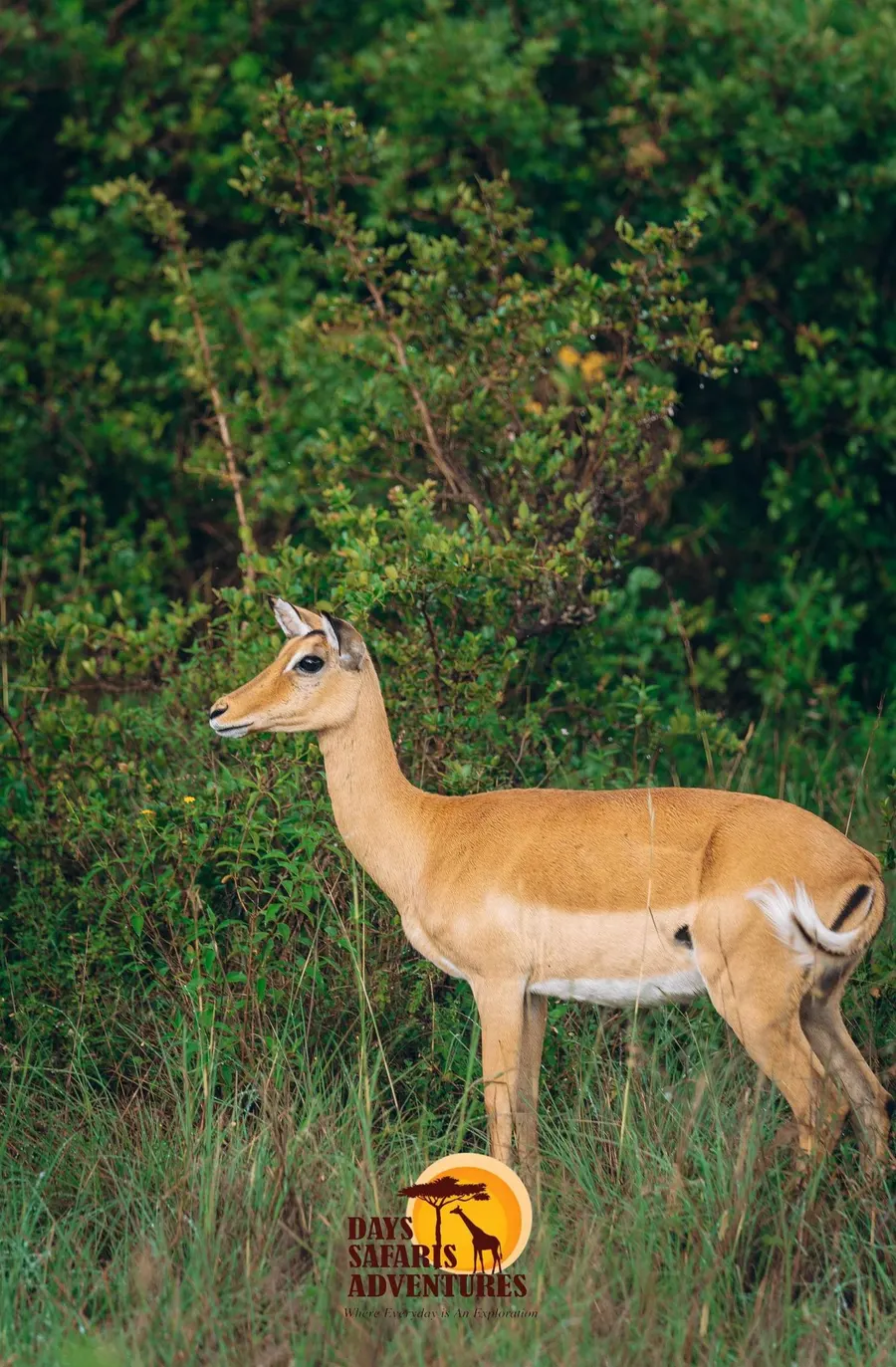 Day Safaris Adventures