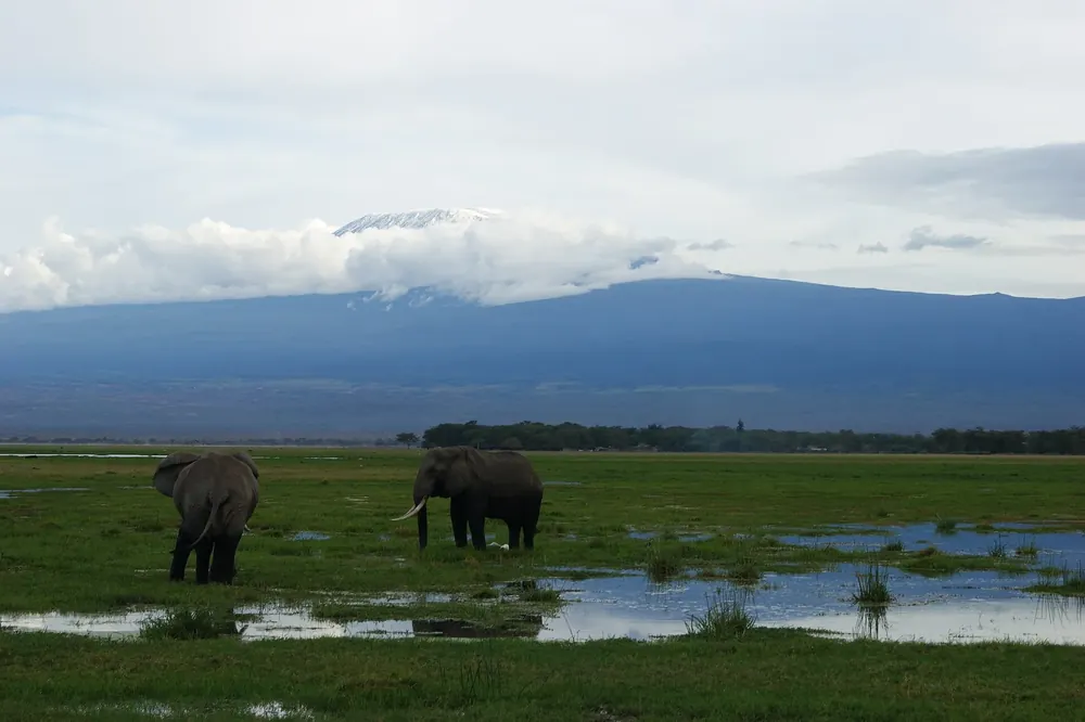 Elephants in Amboseli National Park, Kenya, with Mount Kilimanjaro behind